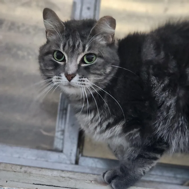 Empress Meow Meow thumbnail 4