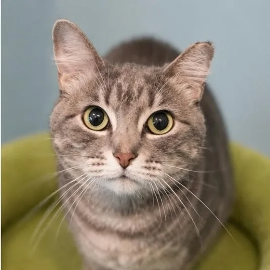 Empress Meow Meow thumbnail 5