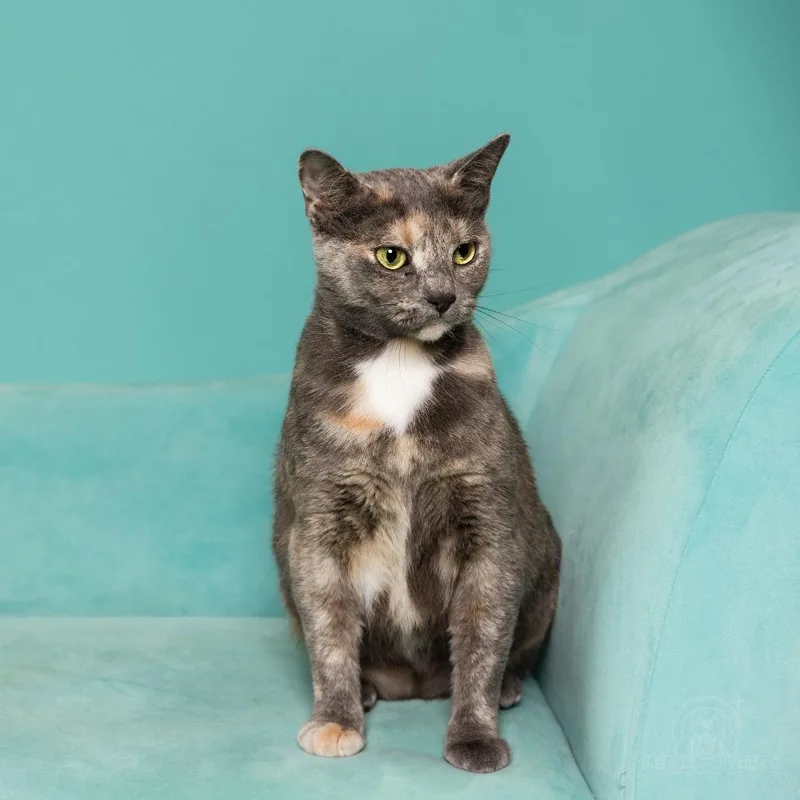 A young small-sized female Torbie Domestic Short Hair cat named Mary Jane for adoption in Chantilly, VA