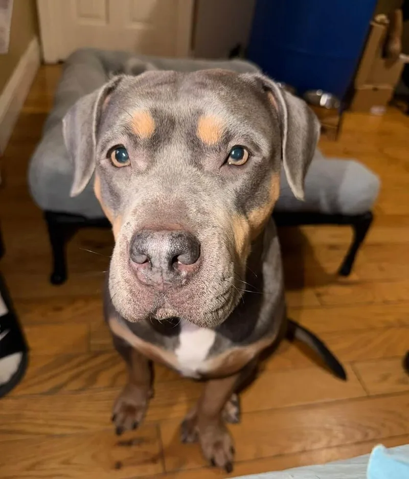 An adult medium-sized female Mixed Breed dog named Brook Lynn for adoption in Long Island City, NY