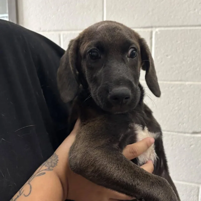 A baby small-sized female Brown / Chocolate Shepherd dog named Tresemme for adoption in Cleveland, MS
