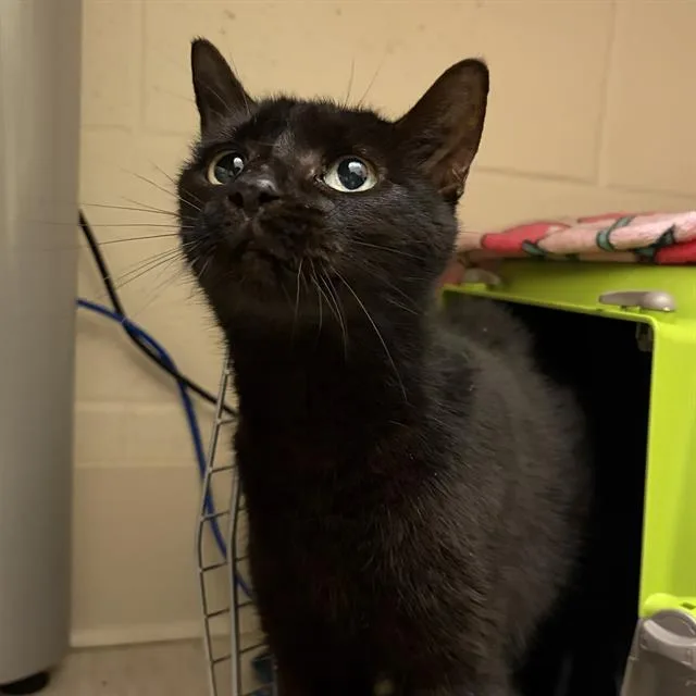 A senior small-sized female Domestic Short Hair cat named Swan for adoption in Centerville, MA