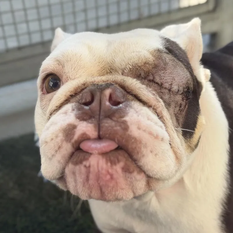 An adult small-sized female Brown / Chocolate English Bulldog dog named Lady Daphne for adoption in Los Angeles, CA