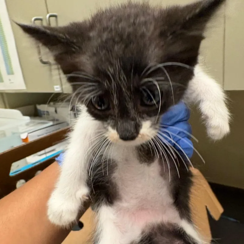 A baby small-sized male Black Domestic Short Hair cat named Cirrus for adoption in Columbus, GA