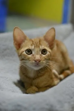 A baby small-sized female Domestic Medium Hair cat named Sage for adoption in New Orleans, LA
