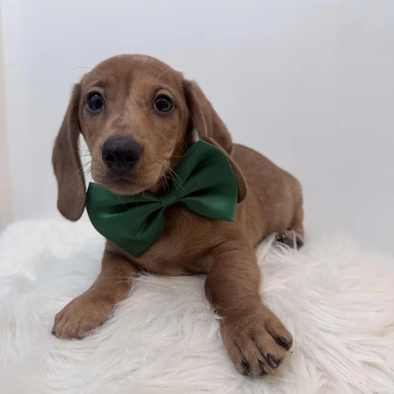 A baby small-sized male Miniature Dachshund dog named Rupbert for adoption in Wrightstown, NJ