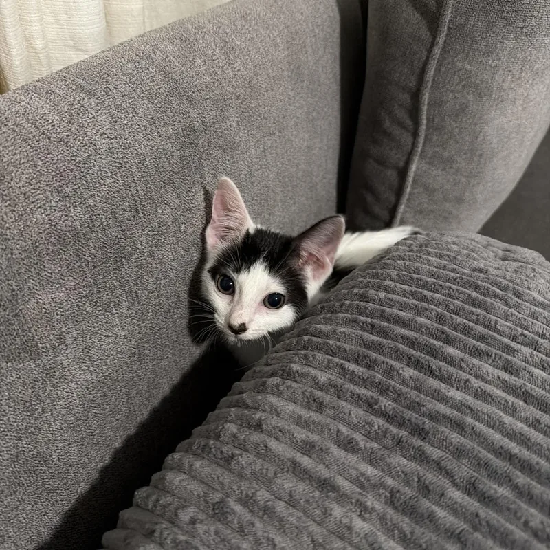 A baby small-sized female Black Domestic Short Hair cat named Gemini for adoption in West Palm Beach, FL