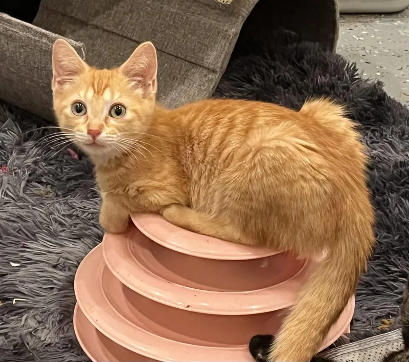 Naranja