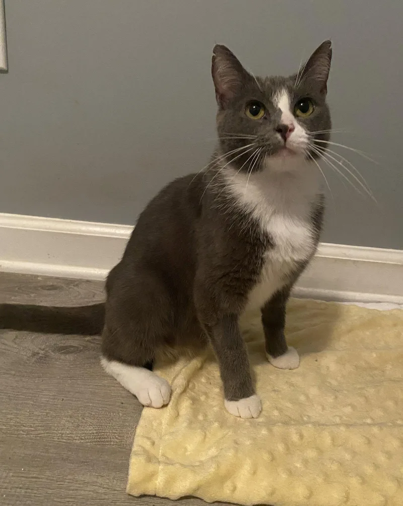 An adult medium-sized female Gray & White Tabby cat named Jenny  Must Apply for adoption in Georgetown, KY