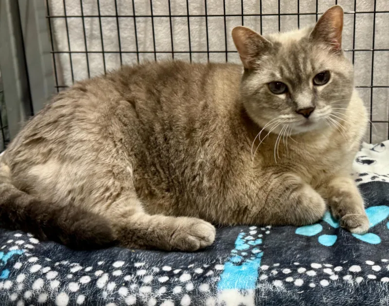 An adult large-sized female Domestic Medium Hair cat named Minnette for adoption in Centerville, GA