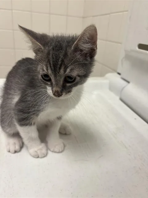 A baby medium-sized male Domestic Short Hair cat named Hunter for adoption in Dallas, TX