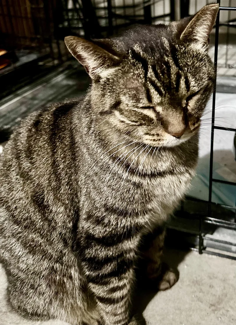 A young medium-sized female Tabby (Tiger Striped) Tabby cat named Princess for adoption in South Euclid, OH