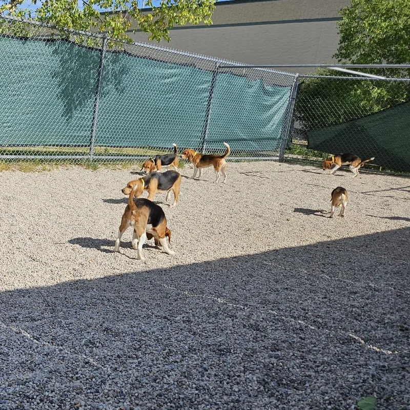 An adult small-sized female Black Beagle dog named Cirie for adoption in Waukesha, WI