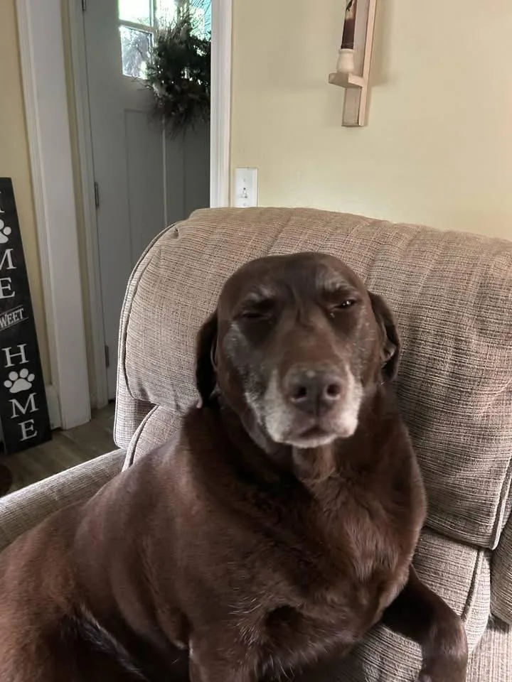 An adult large-sized female Chocolate Labrador Retriever dog named Bailey for adoption in Unionville, CT