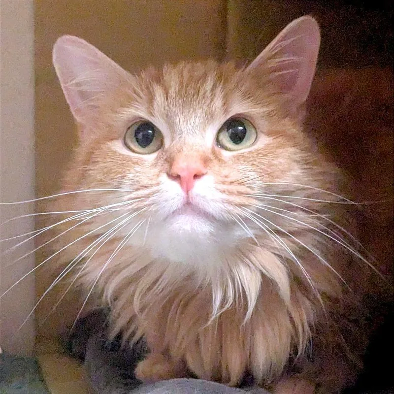 A young medium-sized female Orange / Red Domestic Long Hair cat named Miss Garfield for adoption in Providence, RI