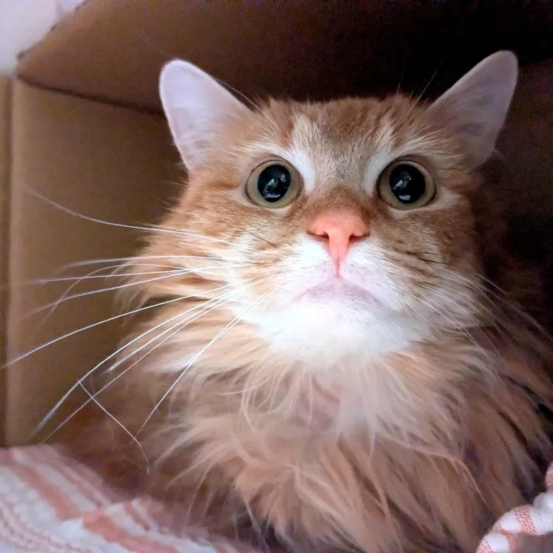 Miss Garfield thumbnail 2