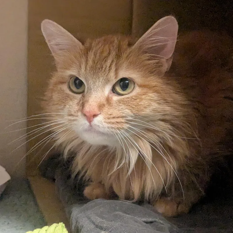 Miss Garfield thumbnail 3