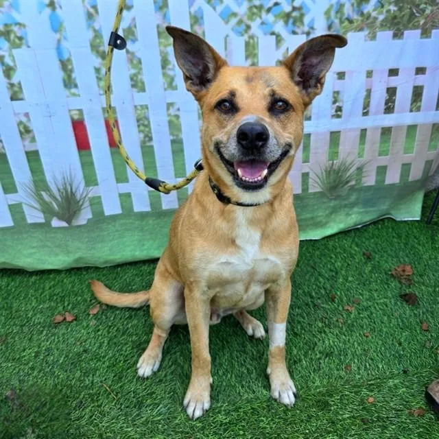 A senior large-sized male Belgian Shepherd / Malinois dog named Jc for adoption in Long Beach, CA
