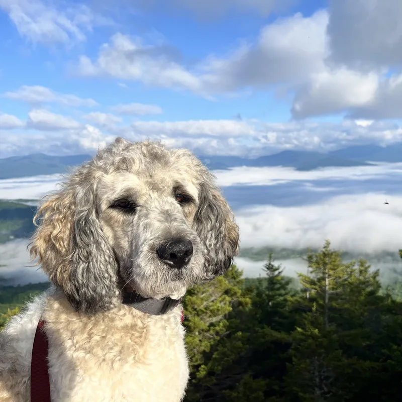 An adult large-sized female Poodle dog named Miley in Vermont for adoption in Waitsfield, VT