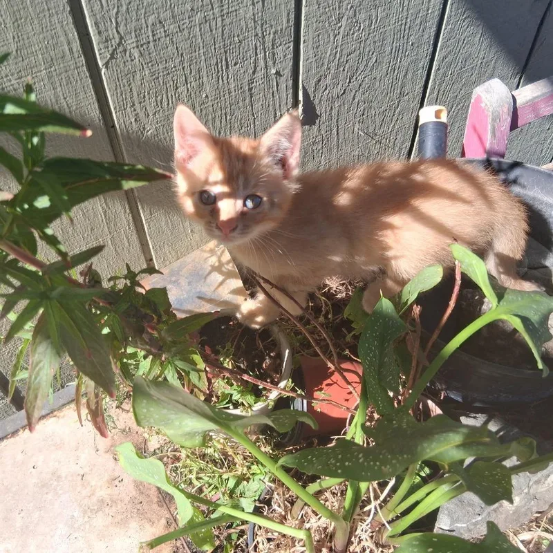 A baby small-sized male Orange / Red Domestic Short Hair cat named Victor for adoption in Point Richmond, CA