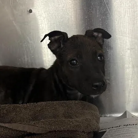 A baby small-sized female Black Mixed Breed dog named Raven for adoption in Marshall, TX