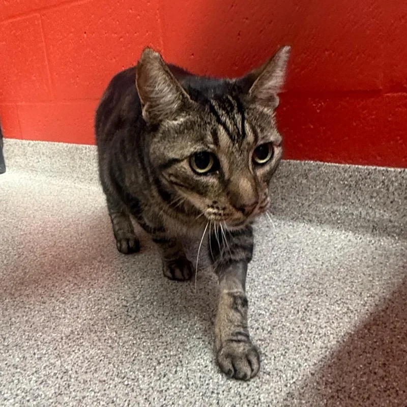 A senior large-sized male Brown / Chocolate Domestic Short Hair cat named Handsome for adoption in Sarasota, FL