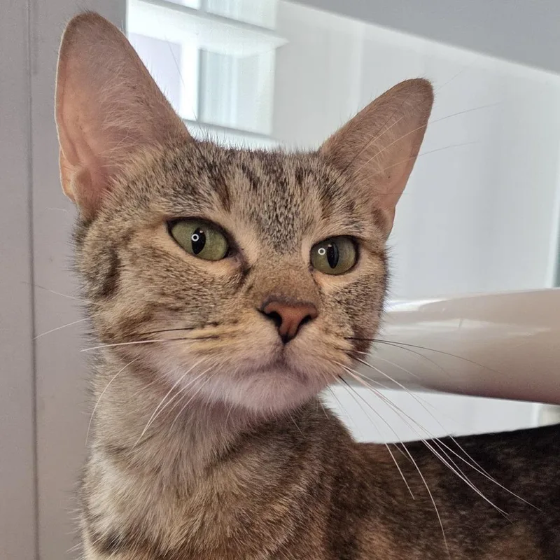 An adult medium-sized female Domestic Short Hair cat named Unicorn No Conu for adoption in Los Angeles, CA