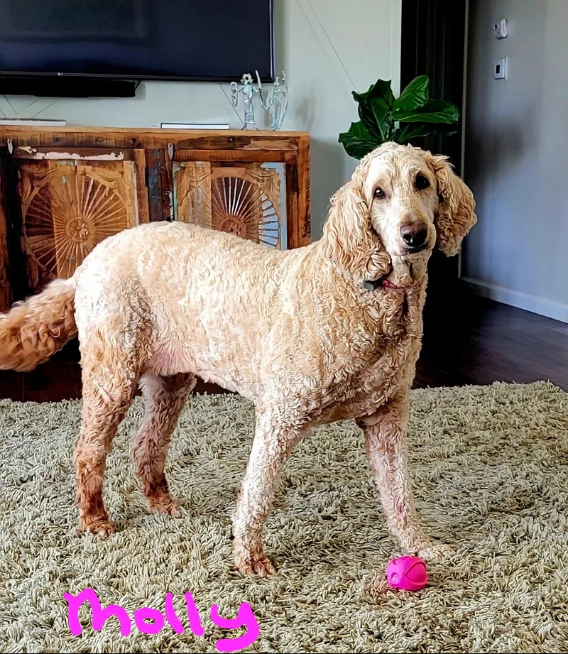 Molly