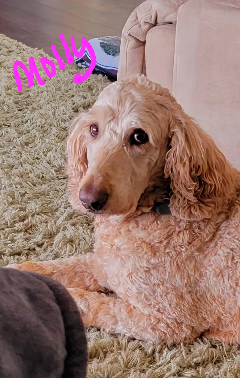 Molly thumbnail 2