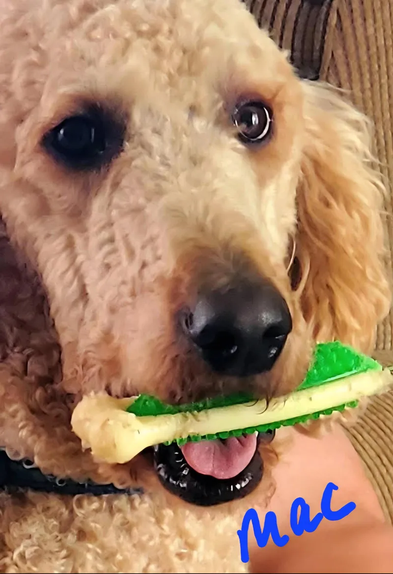 Molly thumbnail 3