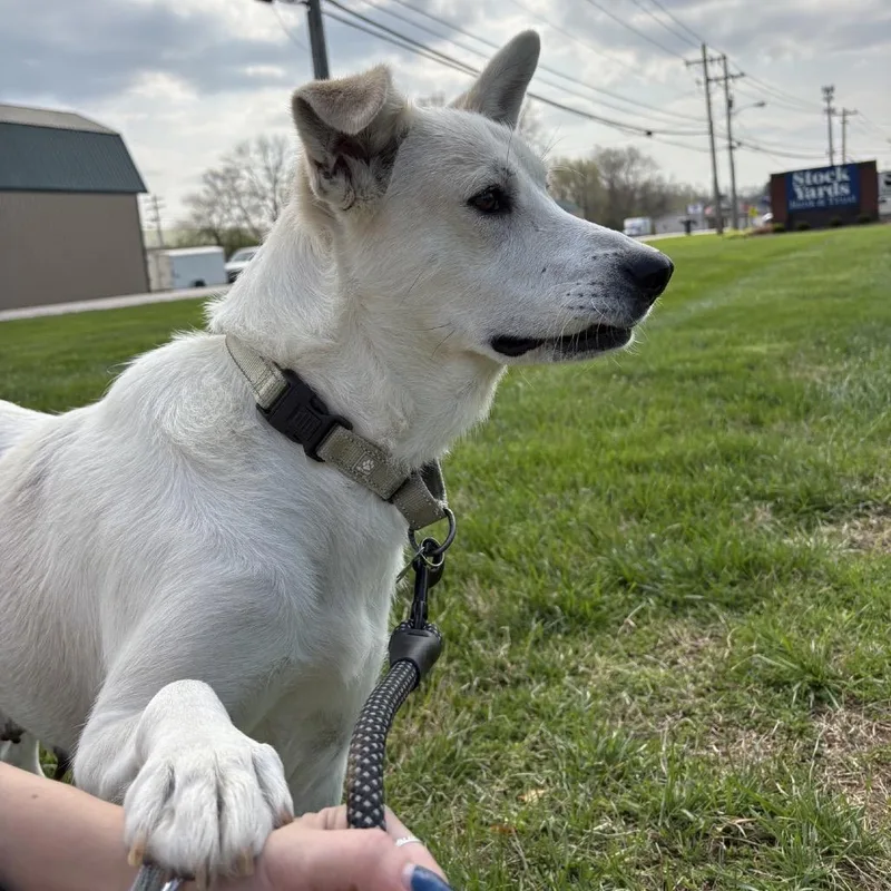 An adult large-sized female Great Pyrenees dog named Claire for adoption in La Grange, KY