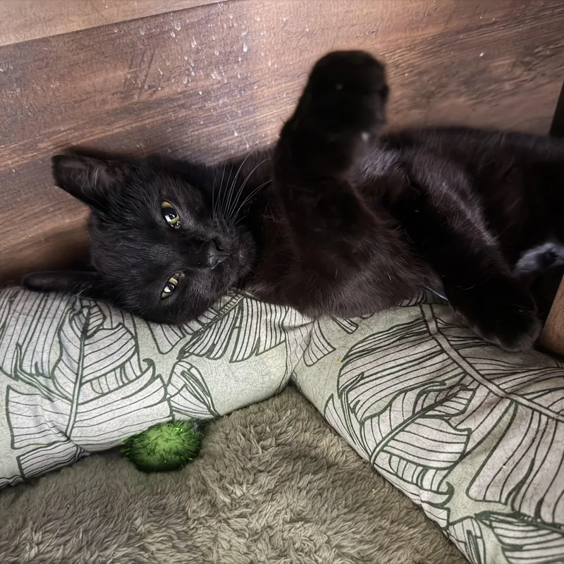An adult medium-sized male Black Domestic Short Hair cat named Bagheera for adoption in Bellmawr, NJ