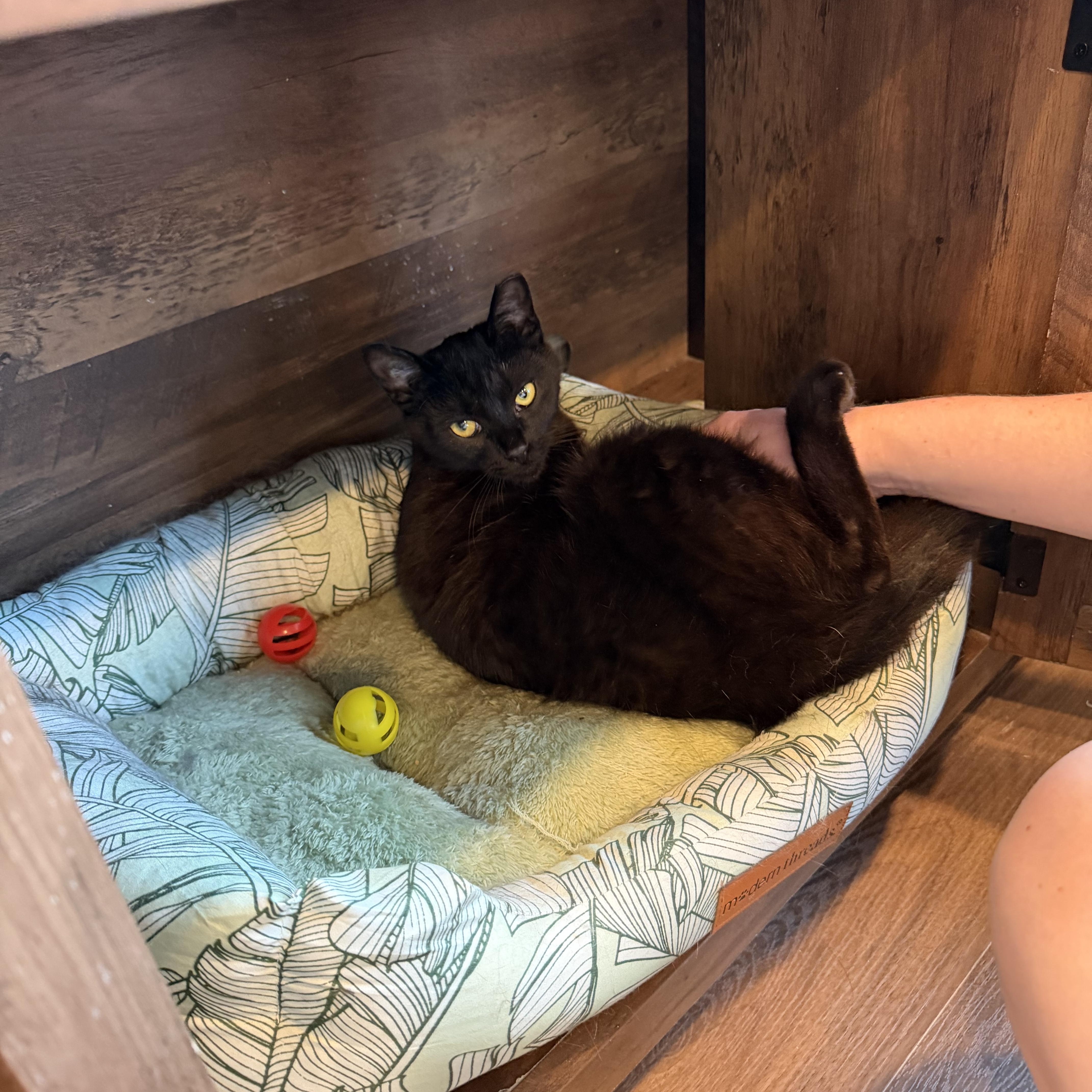 Bagheera thumbnail 2