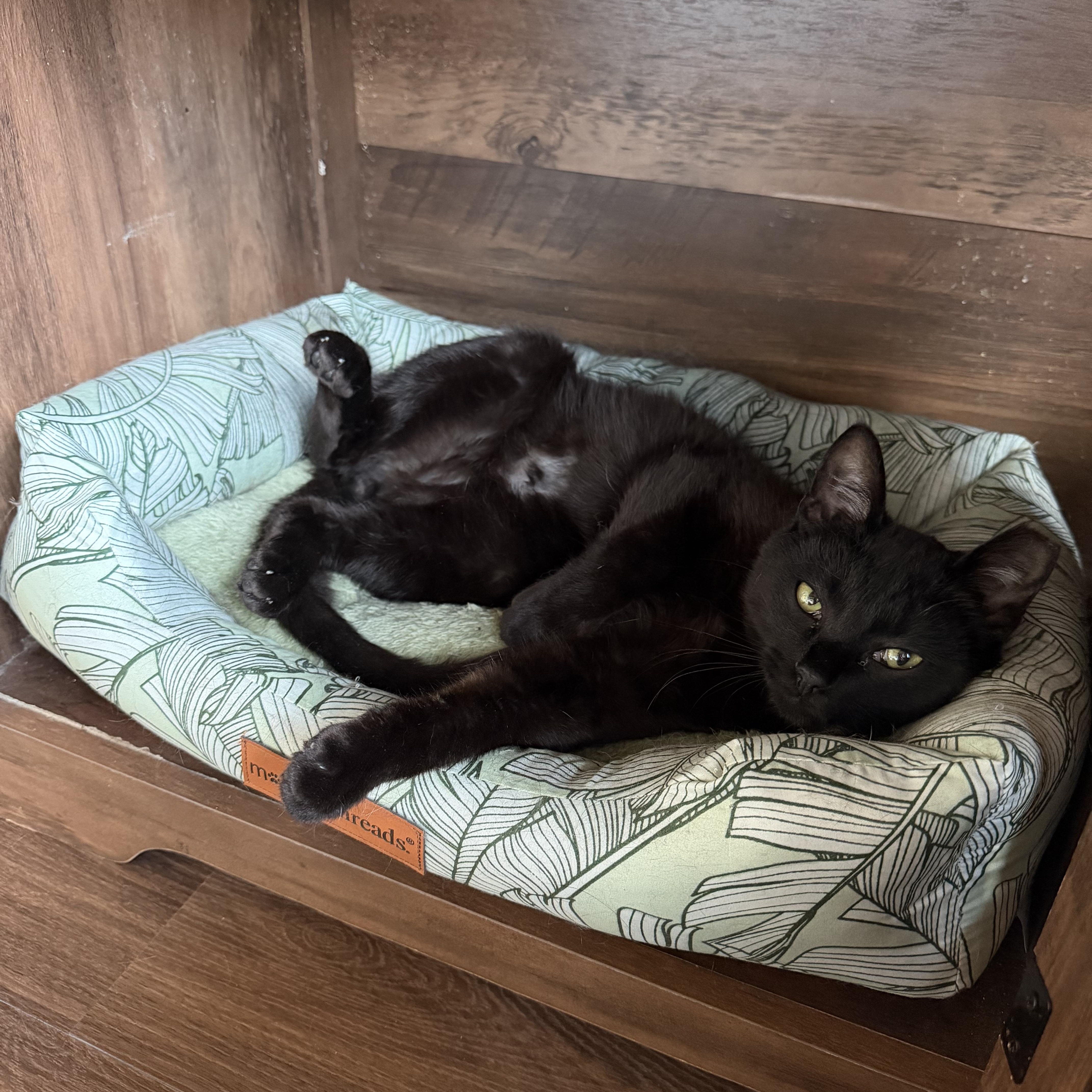 Bagheera thumbnail 3