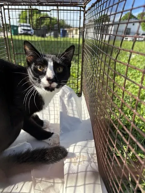 A young small-sized male Domestic Short Hair cat named Chucky for adoption in Miami, FL