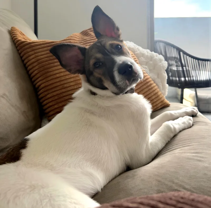 A baby medium-sized female Tricolor (Brown, Black, & White) Basenji dog named Bakon for adoption in Boca Raton, FL