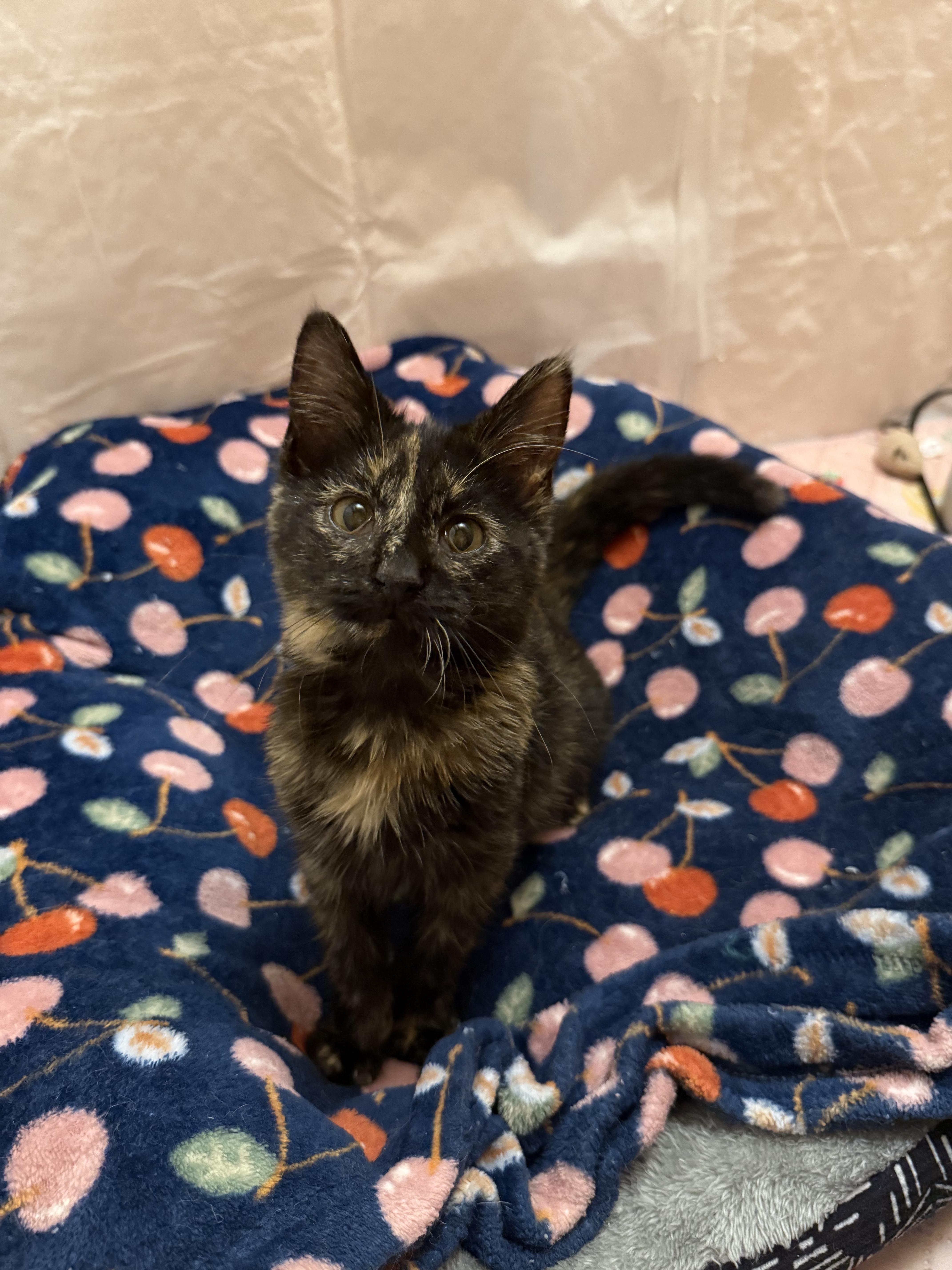 Sprinkles thumbnail 3