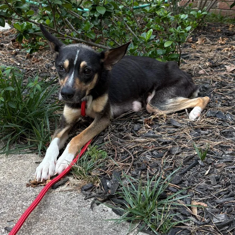 An adult small-sized female Black Jack Russell Terrier dog named Pickles for adoption in Raleigh, NC