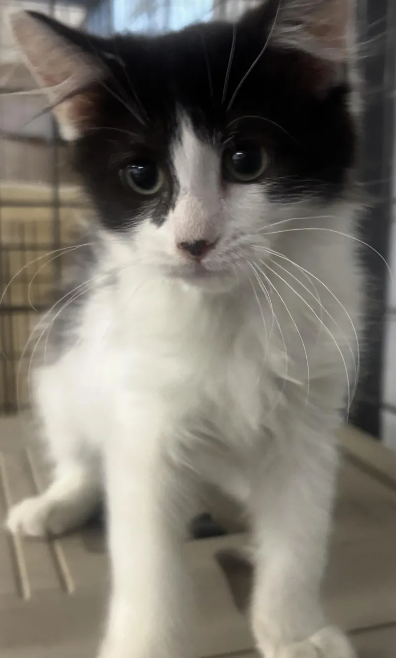 A baby small-sized female Black & White / Tuxedo Domestic Short Hair cat named Edie for adoption in North Haven, CT