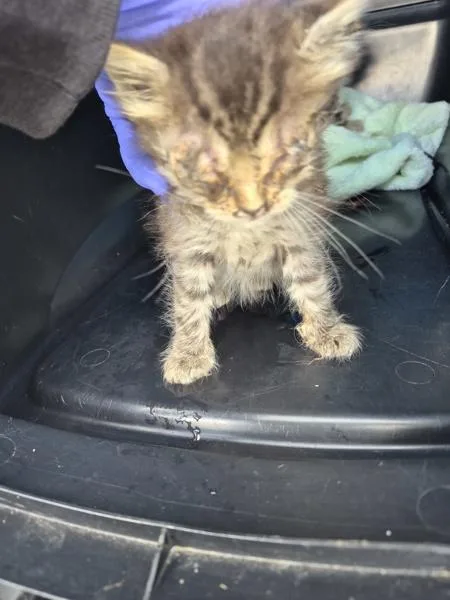 A baby small-sized female Domestic Short Hair cat named Sf for adoption in Lawrenceville, GA
