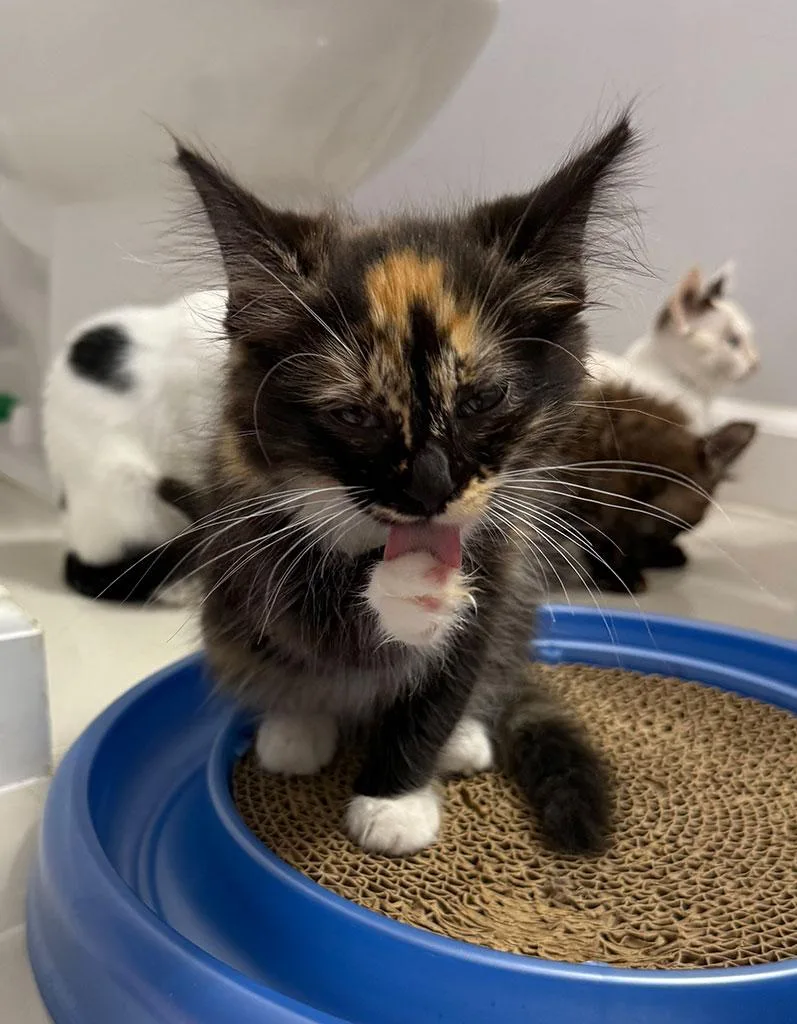 A baby small-sized female Domestic Long Hair cat named Sarlac for adoption in Bowie, MD