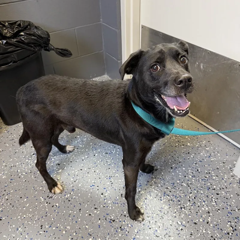 An adult medium-sized male Black Terrier dog named Tuscstray for adoption in Tuscaloosa, AL