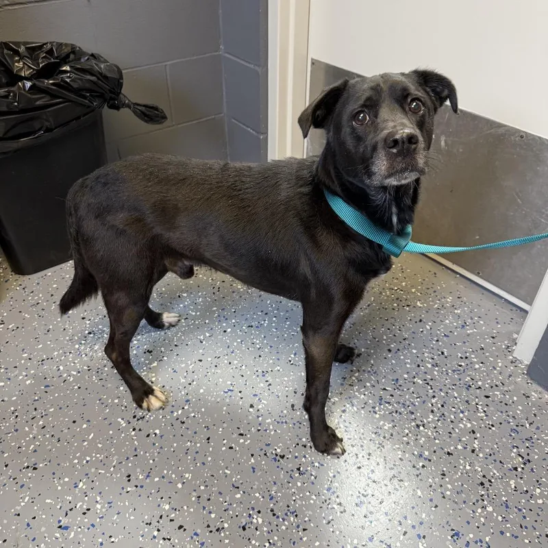 Tuscstray thumbnail 2