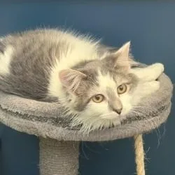 Sparkle thumbnail 2