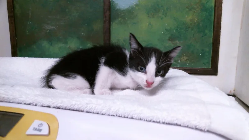 A baby small-sized male Domestic Short Hair cat named Dollop for adoption in Houston, TX
