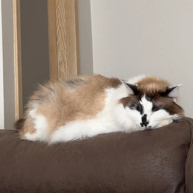 Nala