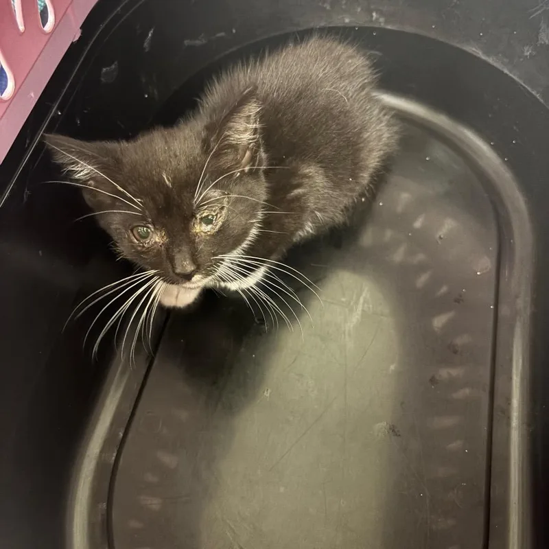 A baby small-sized female Black Domestic Medium Hair cat named Tuxy for adoption in Charleston, WV