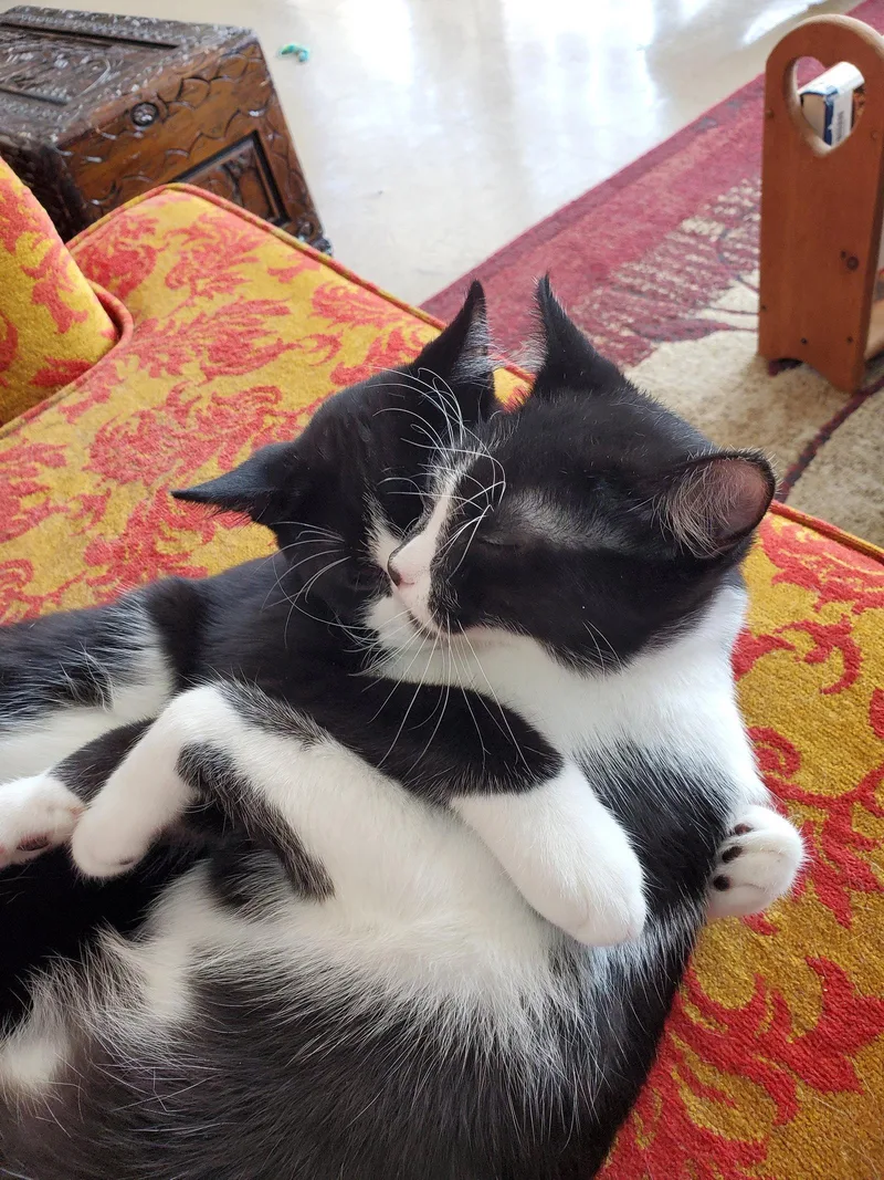 An adult medium-sized male Black & White / Tuxedo Domestic Short Hair cat named Matteo Bonded with for adoption in Camden, TN