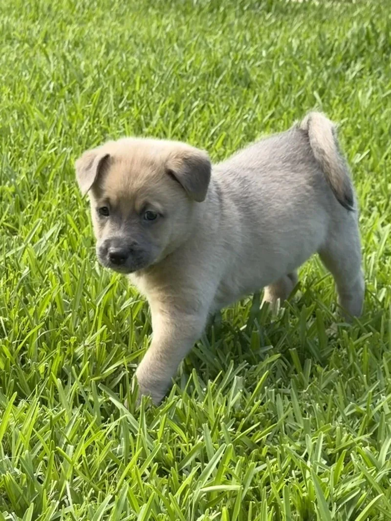 A baby medium-sized female Terrier dog named Sunny for adoption in Royal Palm Beach, FL