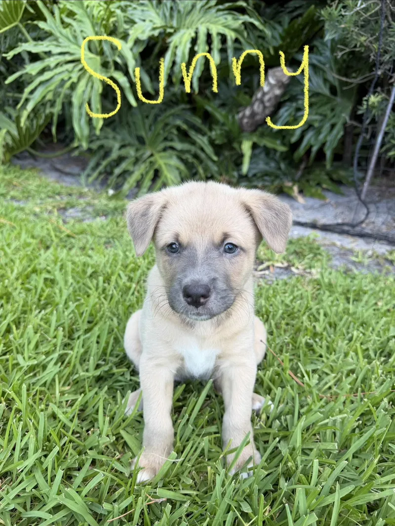 Sunny thumbnail 3